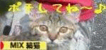 日本ブログ村ＭＩＸ縞猫バナー★ありがと～で～す