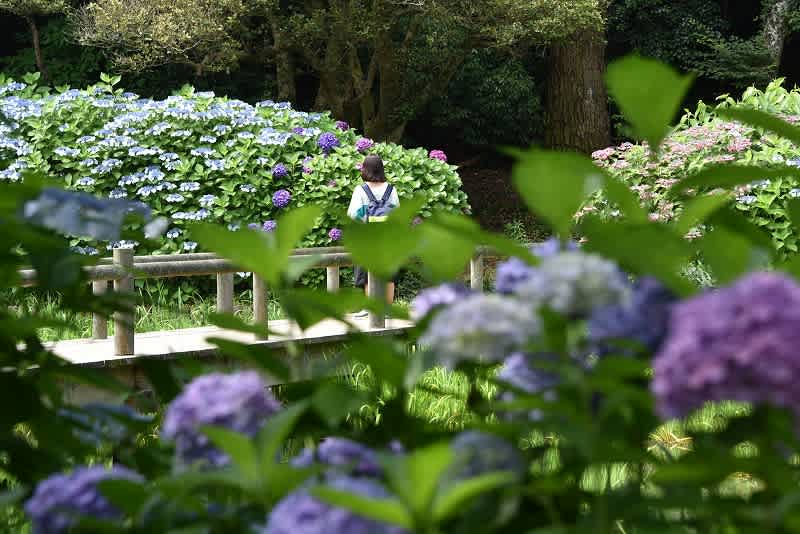 出雲大社 参道 島根県 16 06 26 なごみの花屋さん