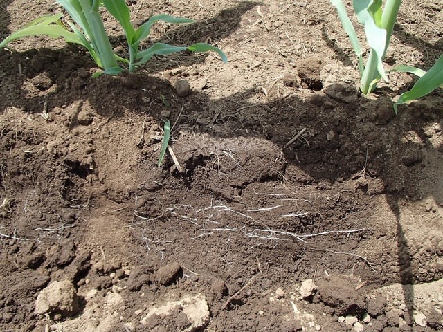 トウモロコシ 根っこを見る そして土寄せ みんなの畑の日記 農業実践教室