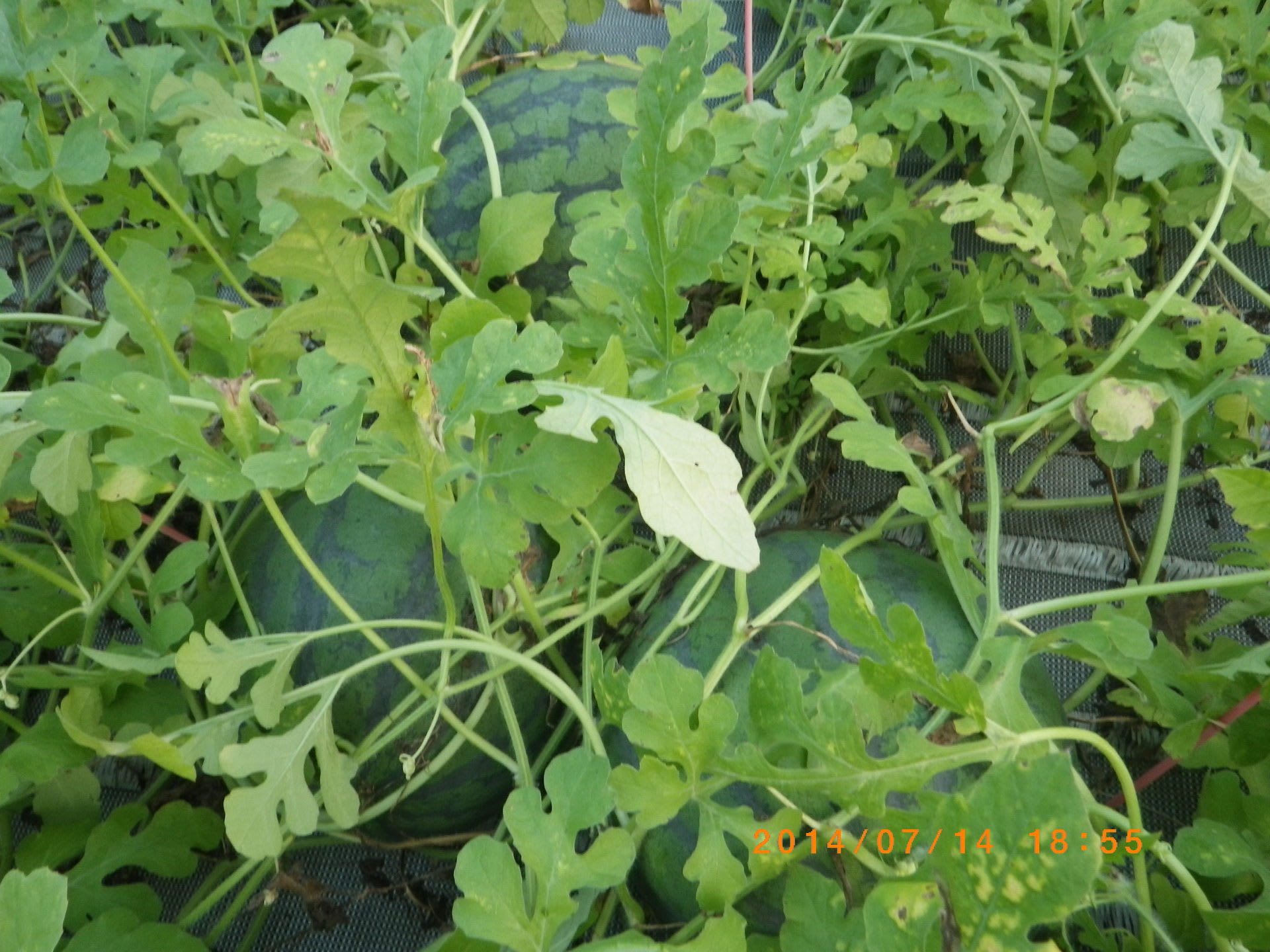 糖度が14度を越えるスイカ 畑 野菜の記録 糖度が14度を越えるスイカ 畑 野菜の記録