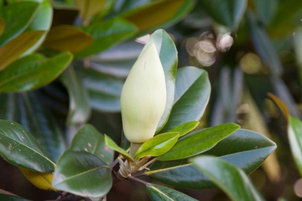 泰山木 タイサンボク 気になる植物たち