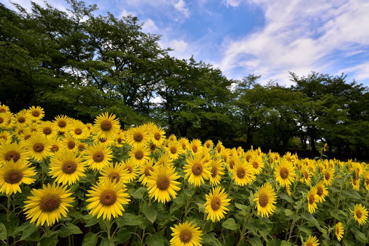 福岡市花畑園芸公園にひまわりを見に行ってきました たずさんのブログ