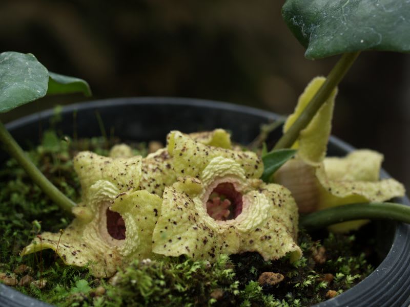 この時期開花の山野草 山の花は友達