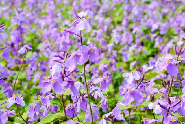 淡艶 紫の花 ショカツサイ 諸葛菜 花大根 北の丸公園 3 28 徒然なるまま 写遊記