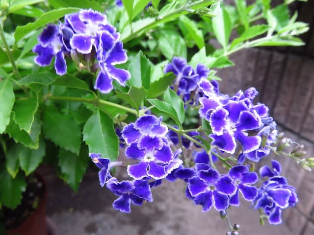 デュランタ・タカラヅカ