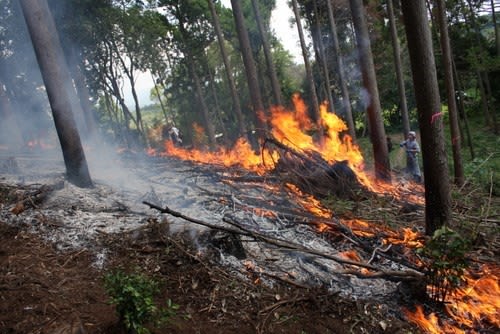 台風で傷んだ森を片付け 焚き火をし 草木染めをするワークショップ 友愛の森 里山再生プロジェクト 62 森の空想ブログ