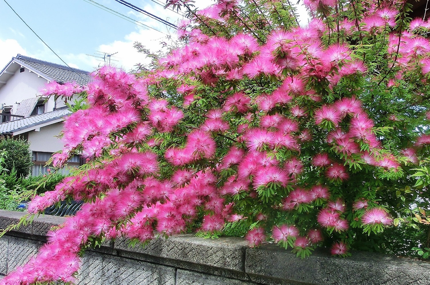 トキワネム 常磐合歓 マメ科 ひげ爺さんのお散歩日記