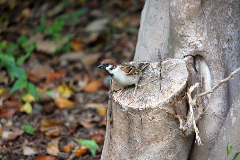 スズメの視線 気楽にとり 鳥 撮り 歩き スズメの視線 気楽にとり 鳥 撮り 歩き