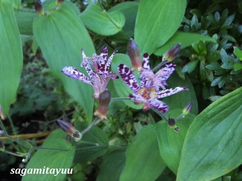 紫色の斑点のある花 タイワンホトトギス が 相模太夫の旅録 Tabi Log