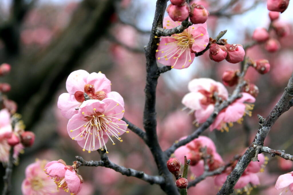 季節の花　梅の画像