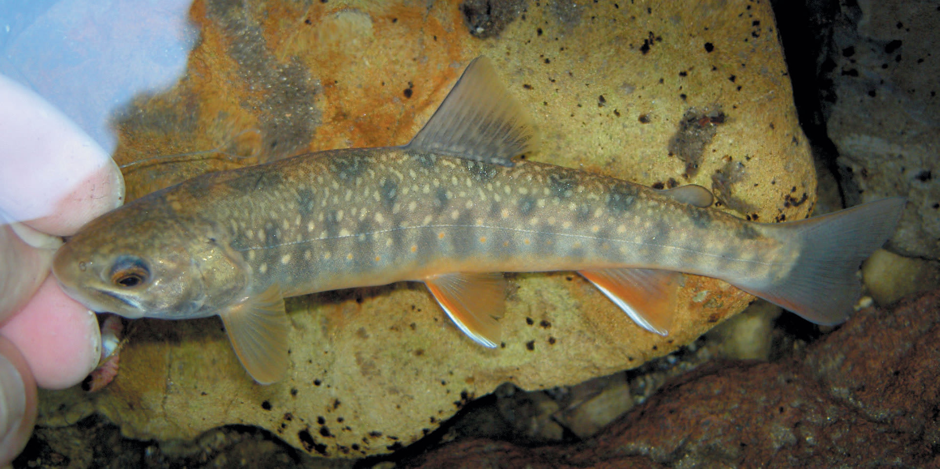 釧路川水系源流域に出現した大型で極彩色の魚 オショロコマの森ブログ5