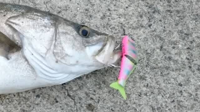 ビッグベイトでビッグシーバス 釣りでんなんでん
