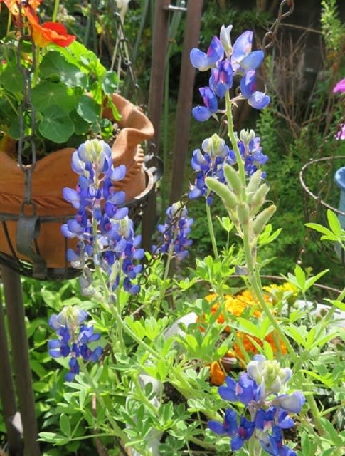 楽書き雑記 庭の鉢植えブルーボネットです 風の遊子 ゆうし の楽がきノート