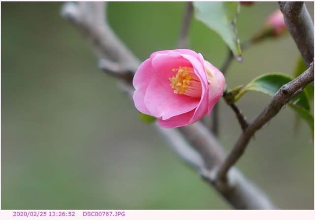 ツバキ 椿 小さいピンクの花 弁天ふれあいの森公園へ散歩