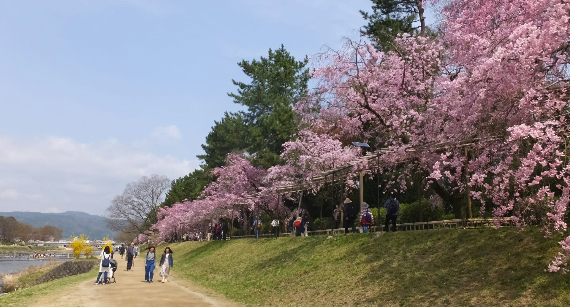 半木の紅しだれ桜 植物園の桜 京都で定年後生活
