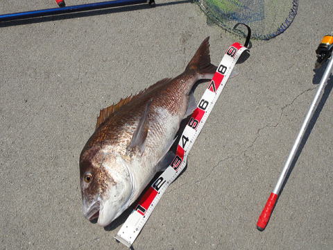 日本記録魚をすくう 遠征第百四十四弾 島根県 隠岐 中村一文字 1日目 Jcaの激闘 投げ釣り戦記