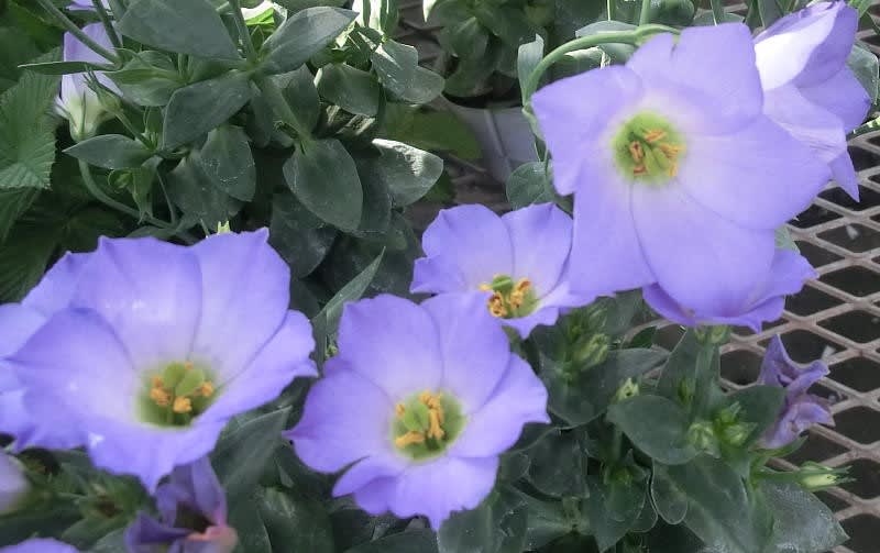 トルコギキョウ シェリーブルーの花は ブーケ