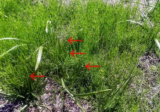 スギナは嫌い 菜園 穏風 無農薬 無化学肥料 不耕起栽培で野菜作りに挑戦 スギナは嫌い 菜園 穏風 無農薬 無化学肥料 不耕起栽培で野菜作りに挑戦