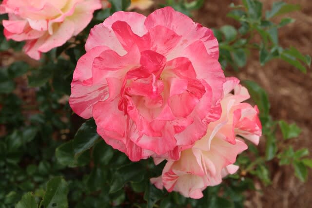 クリーム地に赤とオレンジの二色のバラ アルフレッド シスレー 春薔薇シリーズ 21 121 野の花 庭の花