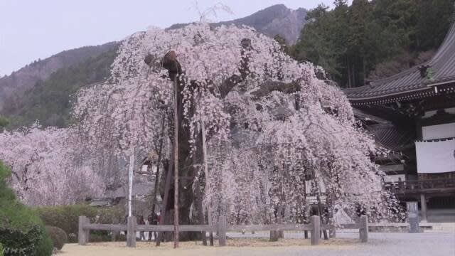 樹齢400年 しだれ桜 満開 身延山久遠寺 山梨県 ２０１９年０３月３０日 微風の栞