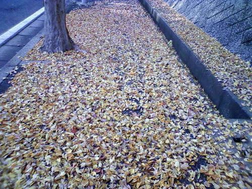 木の葉の絨毯