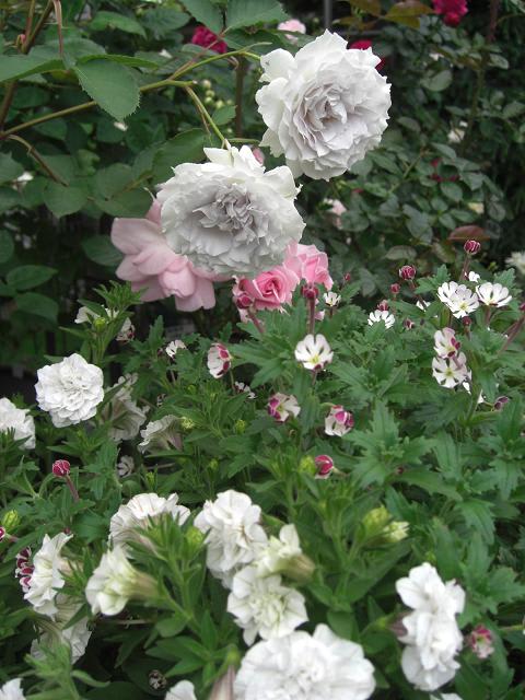 庭のバラ その18 春夏秋冬お散歩日記