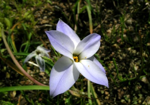 花言葉 悲しい別れ 綿帽子