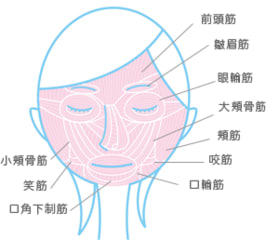 頭部の筋肉 表情筋 アロマテラピー学習ブログ