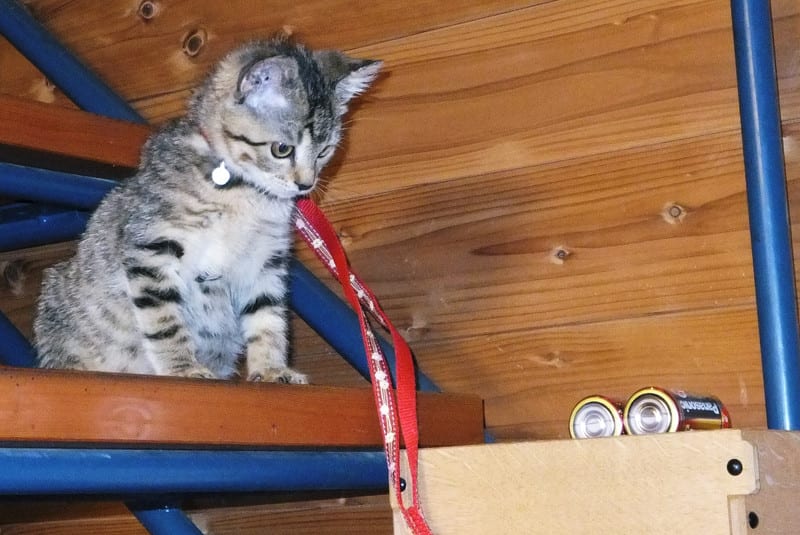 ヒゲクマとキキの日記 のブログ記事一覧 66ページ目 お散歩猫のキキとヒゲおじさんの日常