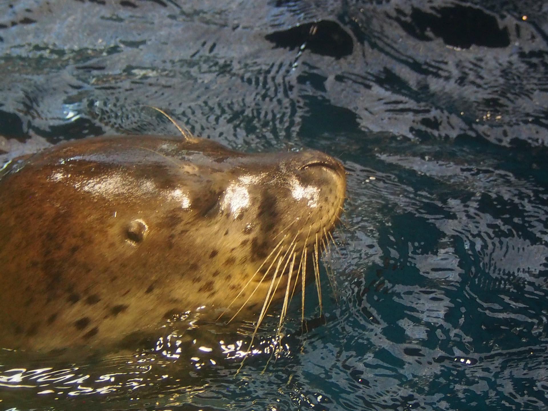 ほのぼの海遊館 ぶらっとjapan ほのぼの海遊館 ぶらっとjapan