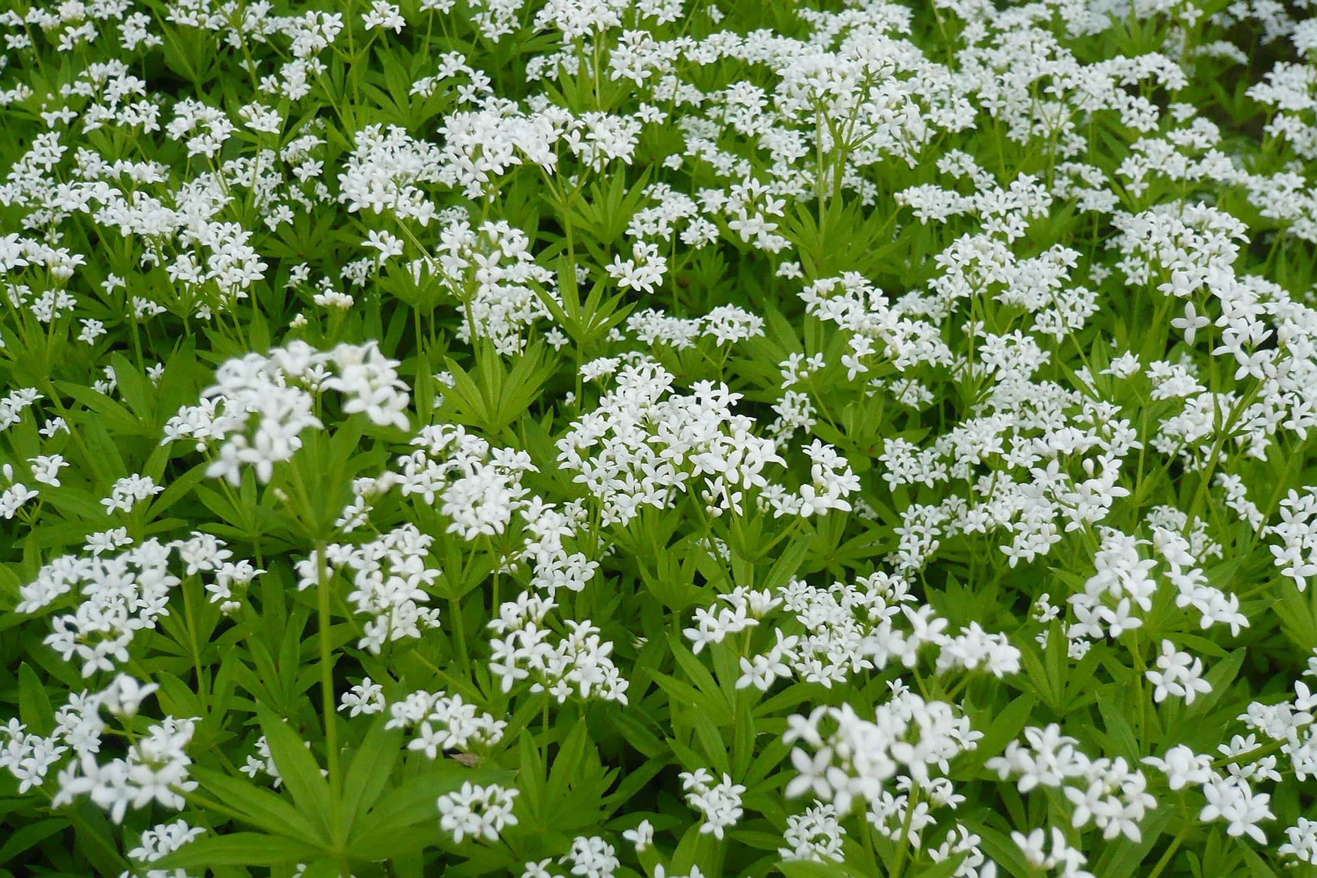 白い小さな花たち Garakuta Box