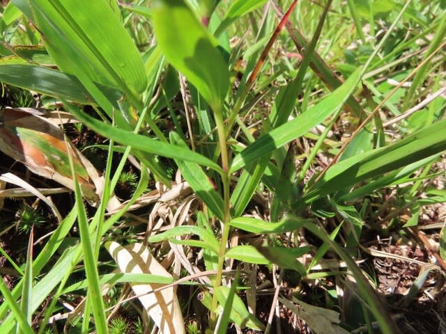 高ボッチ高原・鉢伏山で最近咲いている花　オヤマリンドウ（御山竜胆）