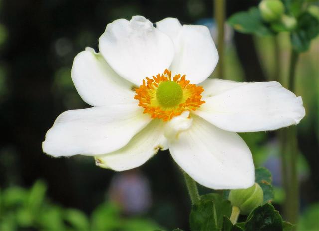 シュウメイギク　秋明菊