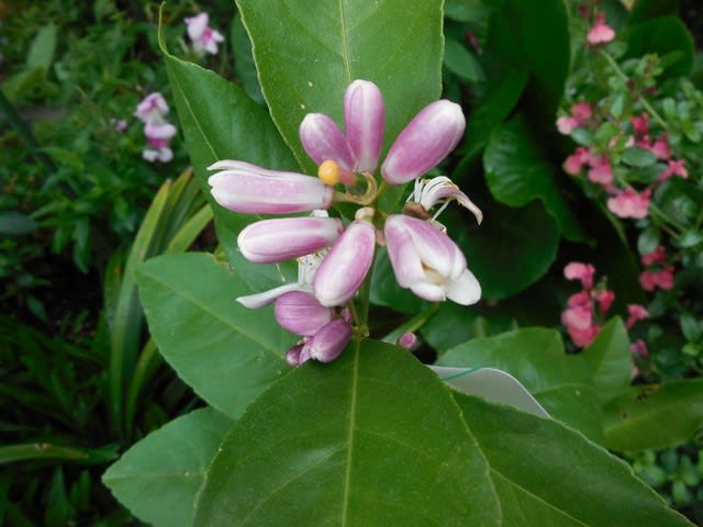 543 害虫の予防には重曹等を 今年植えたレモンの木に花が咲いた 再投稿 枇杷