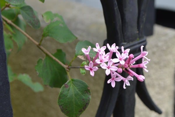 四季咲き姫ライラックが咲いてきました バラ夏剪定の終了 Haruの庭の花日記 Haru S Garden Diary