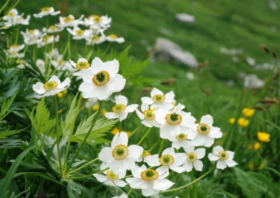 ハクサンイチゲ 白山一華 夏山のお花畑を彩る代表的な高山植物 く にゃん雑記帳