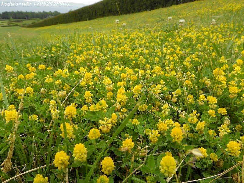 黄色い小さな花の絨毯 長野県の滝