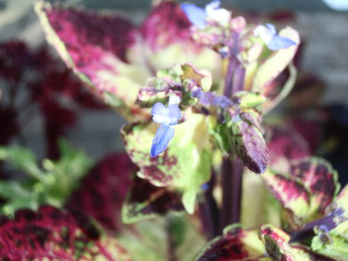 コリウス（Coleus）