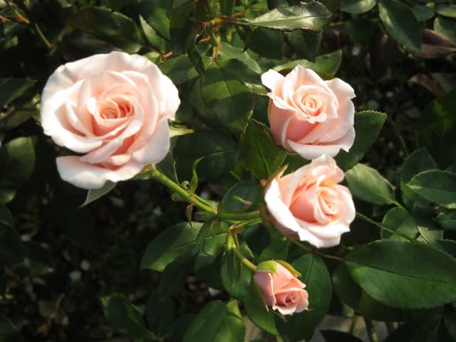 優しいアプリコット ピンクのバラ マジョリカ 薔薇シリーズ70 野の花 庭の花