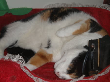 たま駅長 のブログ記事一覧 だんご3にゃん たま駅長 のブログ記事一覧 だんご3にゃん