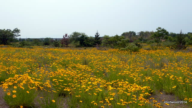 オオキンケイギクの咲くころ かどの煙草屋までの旅 オオキンケイギクの咲くころ かどの煙草屋までの旅
