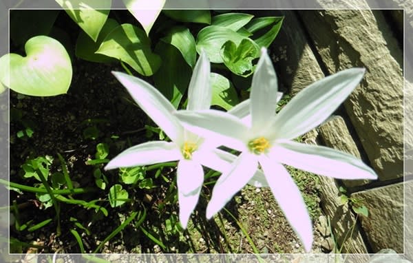 玄関の扉の取っ手が熱すぎる あちこち散歩みち