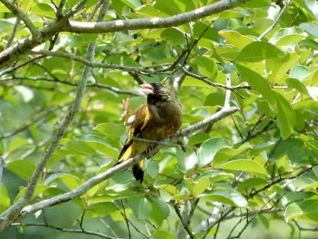 鳥と蝶でもと公園へ 有為転変