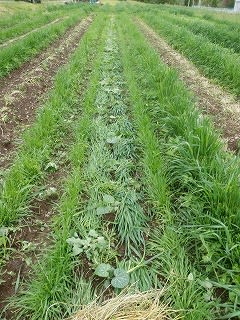 色々な草マルチの仕方 無農薬 自然菜園 自然農法 自然農 で 自給自足life 持続可能で豊かで自然な暮らしの分かち合い