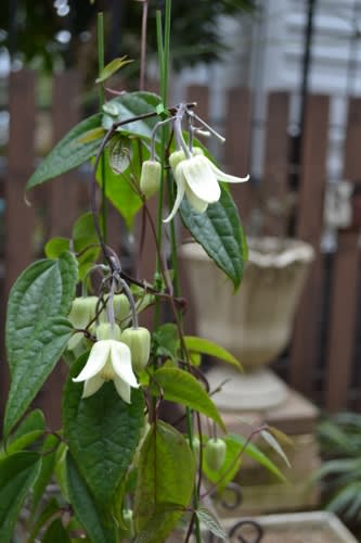 冬咲きクレマチス アンスンエンシスが咲いて Haruの庭の花日記 Haru S Garden Diary