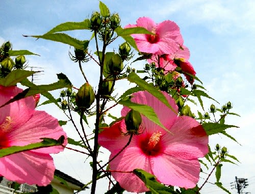 夏に大輪の花を咲かせるフヨウ 小輪のタカサゴフヨウ ダリア 他 花と徒然なるままに