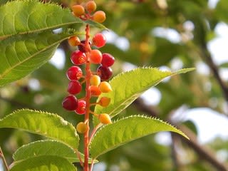 ウワミズザクラ 上溝桜 の実 植物大好き 出会い ときめき 癒し ウワミズザクラ 上溝桜 の実 植物大好き 出会い ときめき 癒し