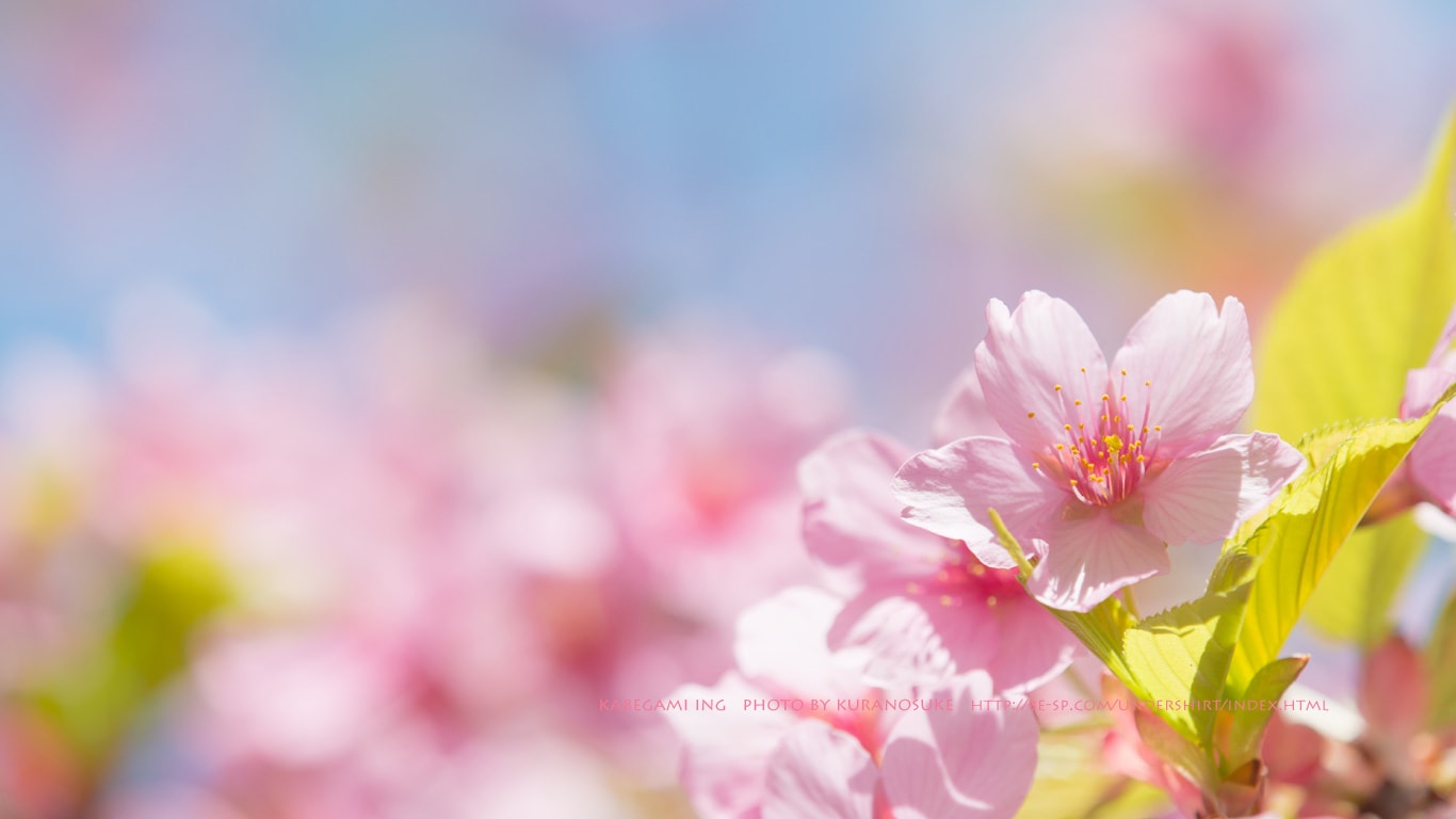 桜咲く 壁紙ing管理人の写真ブログ