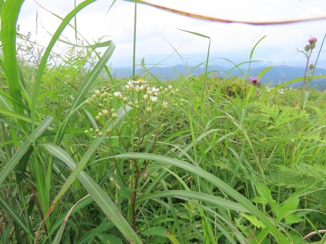 高ボッチ高原・鉢伏山で最近咲いている花　シラヤマギク（白山菊）