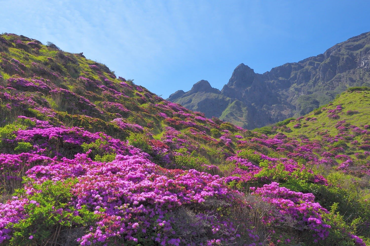 仙酔峡のミヤマキリシマ開花の状況 火山ガスの被害かも 年5月 延岡の山歩人ｋ